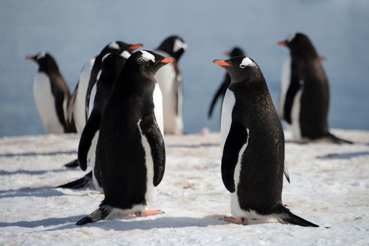 23B Gentoo Penguins Looking To Mate On Cuverville Island On Quark Expeditions Antarctica Cruise